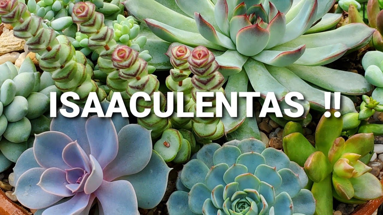 ¡Como cuidar tus suculentas! - Tips para principiantes /Taking Care of Succulents * Mi primer vídeo😄