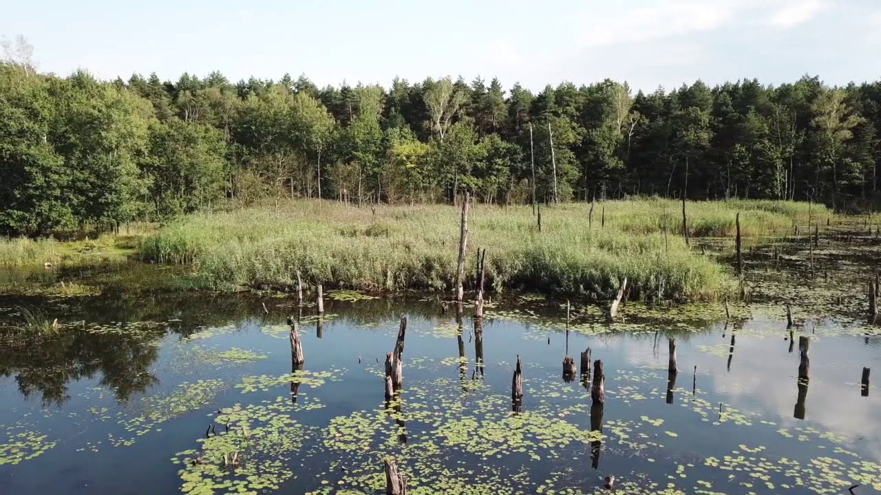 Zatopiony las Ruda Śląska Halemba Borowa wieś - bagier - flooded forest