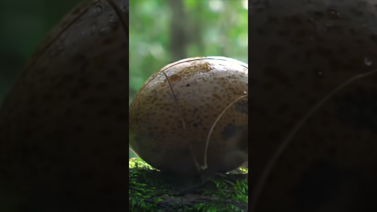 Cupuacu Cutting ASMR | 4K Amazon Jungle Cracking #shortsviral #shorts #asmr#asmrsounds
