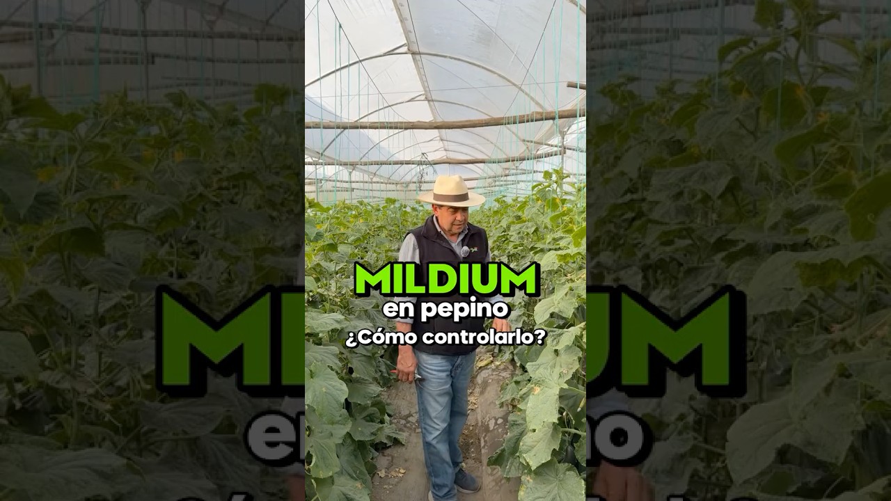 &iquest;C&oacute;mo controlar el #Mildiu en el cultivo de pepino? 🥒