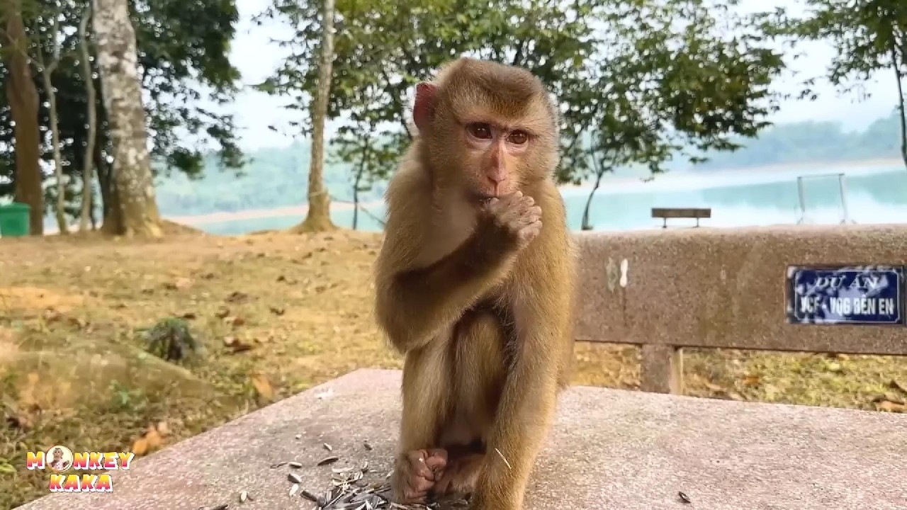 Возможно, обезьяна Кака считала, что её судьба предрешена.