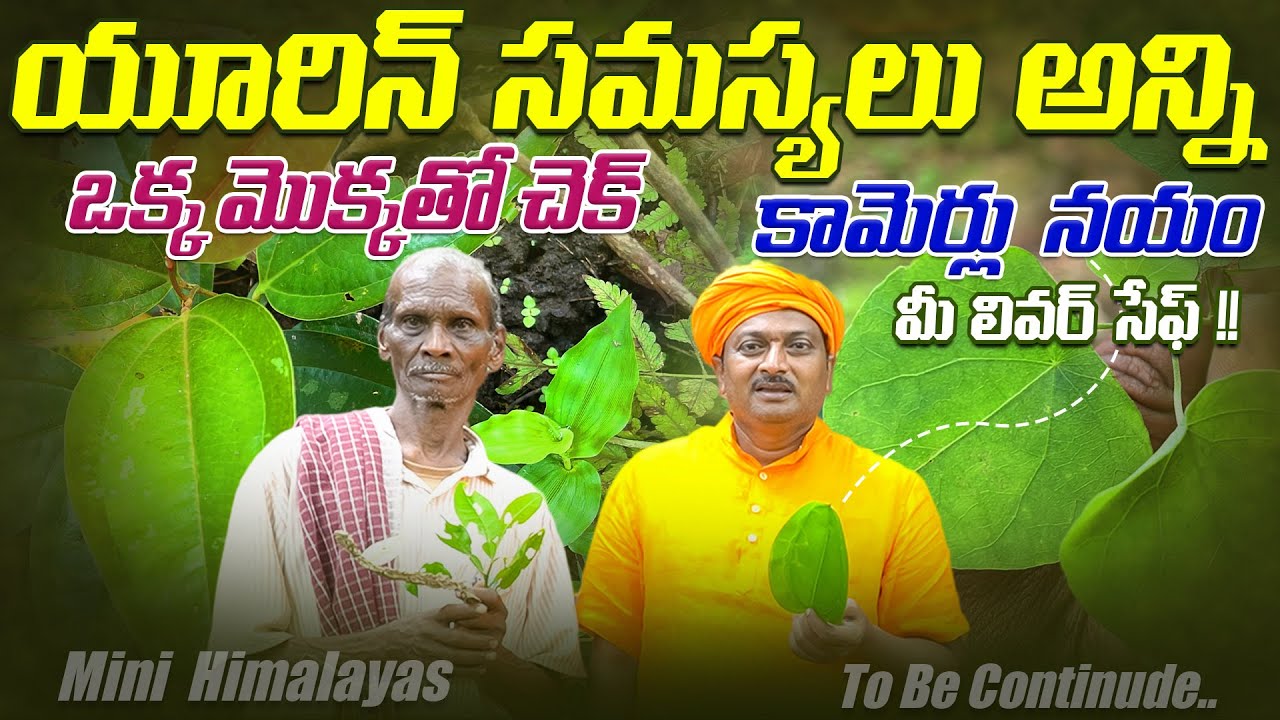 యూరిన్ సమస్యలు అన్ని ఒక్క మొక్కతో చెక్, కామెర్లు  నయం మీ లివర్ సేఫ్ | Mini Himalayas | Dr. Ravivarma