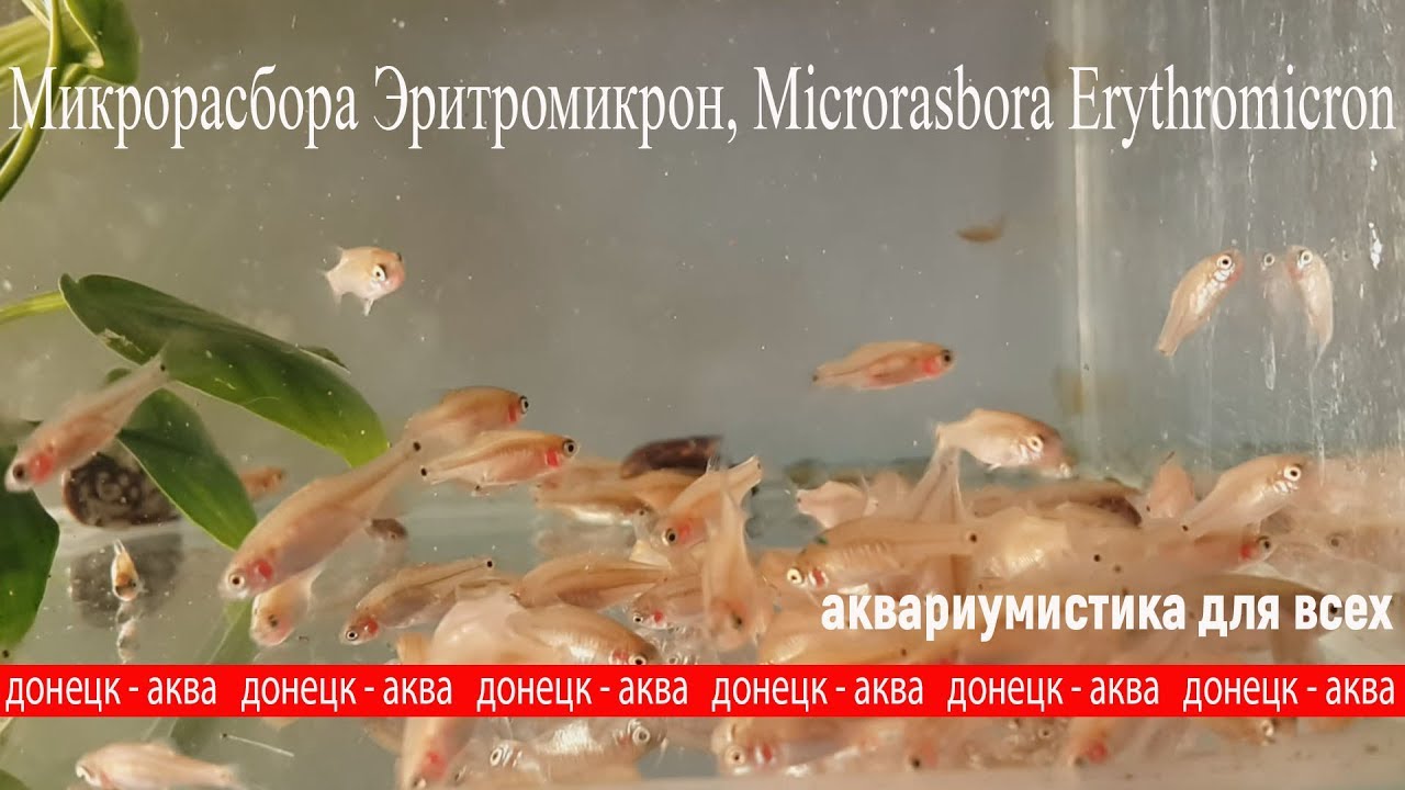 рыбка Микрорасбора Эритромикрон, Microrasbora Erythromicron,