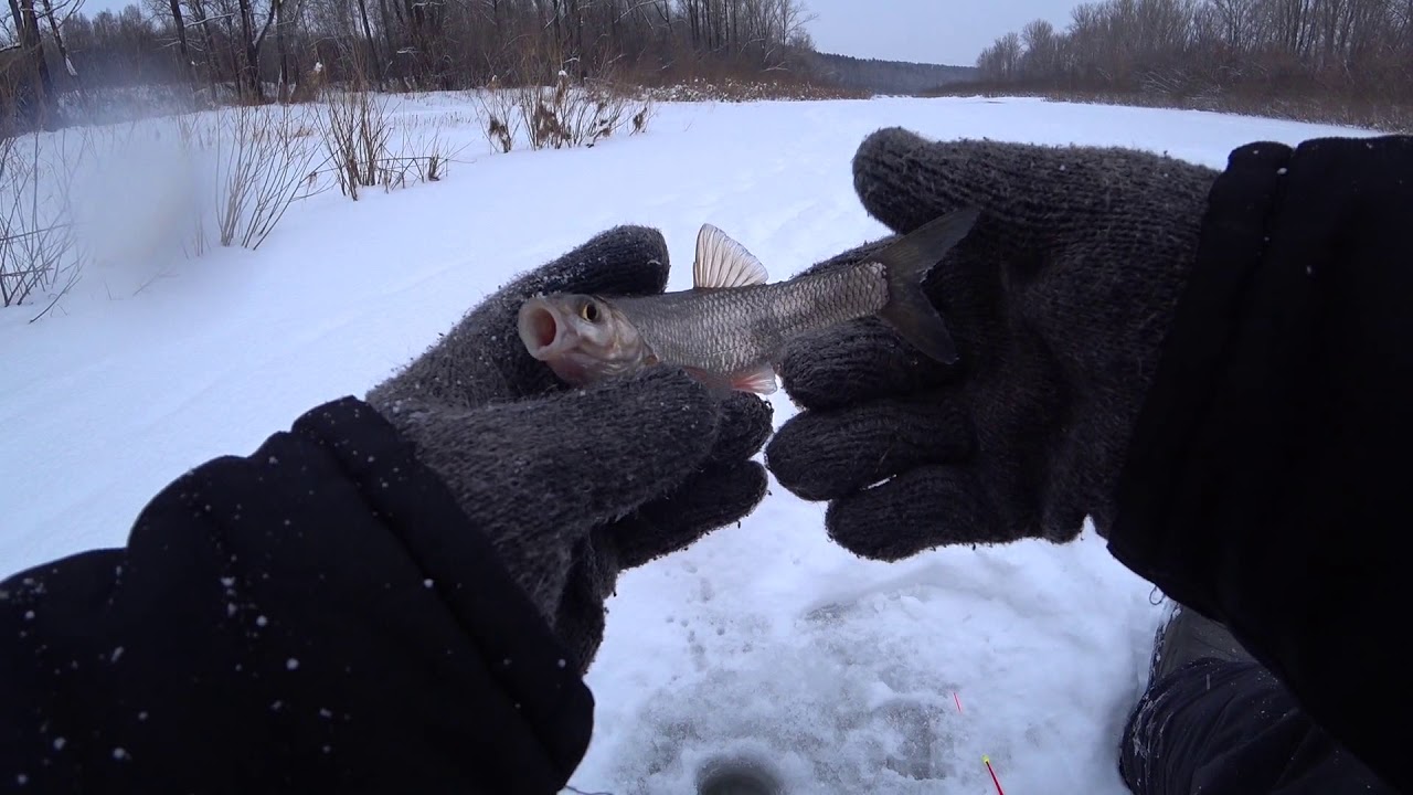 Рыбалка на Томи.С безмотылкой за ельцом  17.12.2019