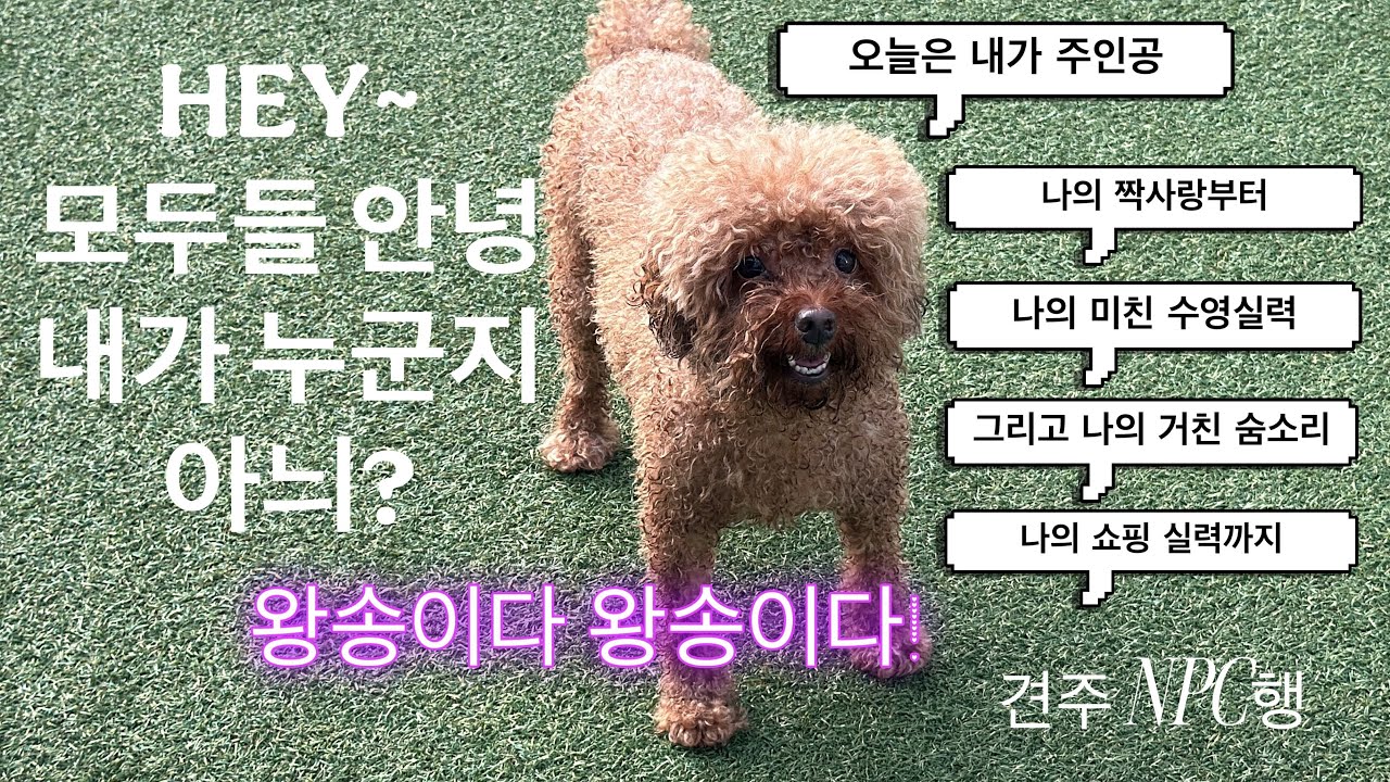 주말 브이로그 | 우리집 강아지와 애견운동장 | 더위 없애줄 수영 | 수영장 | 주인공은 갈색푸들 송이 | 외사랑(짝사랑) 구경하실 분 컴온... ㄴㅓ 남미새래 이불미용실이래...