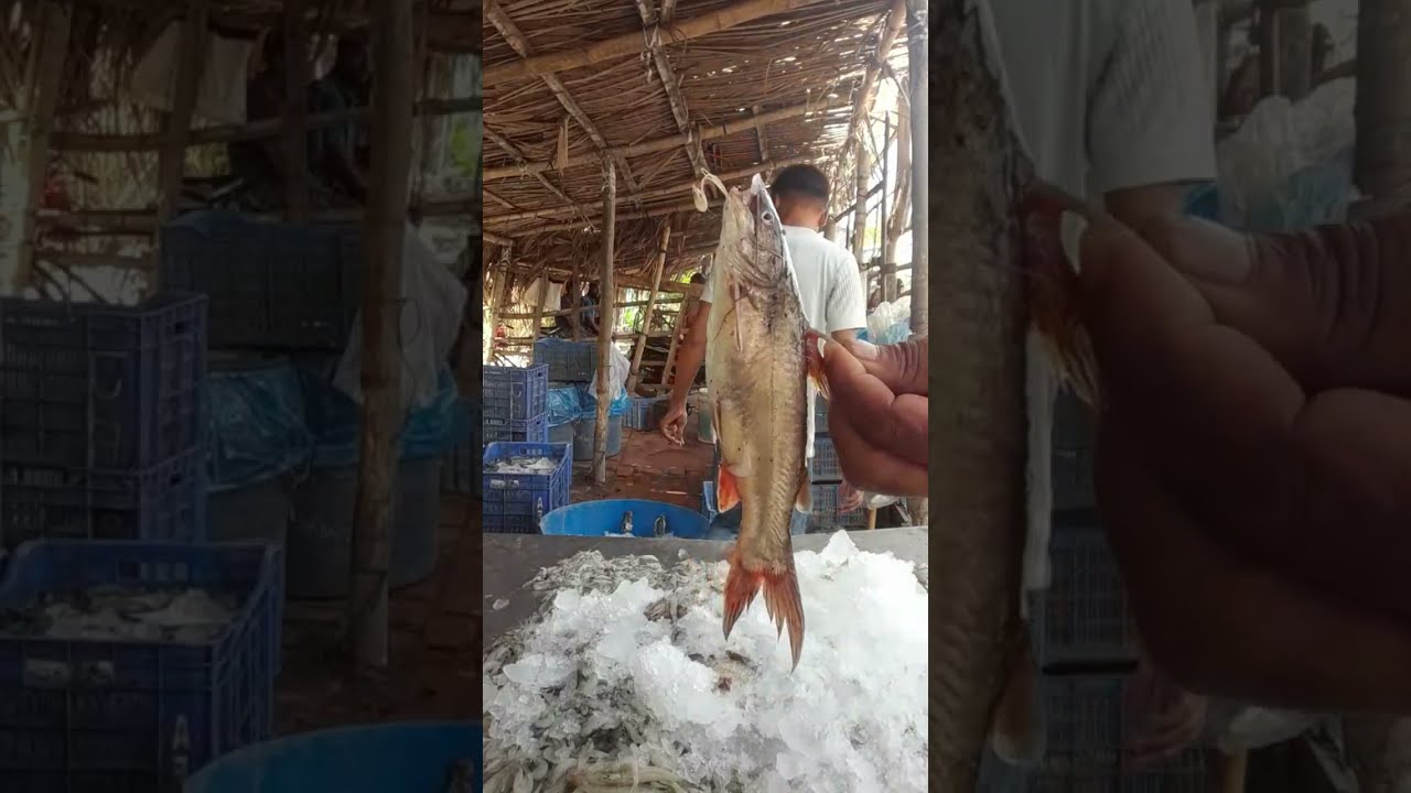Daily Live Fish (Local & Foreign)  প্রতিদিন বাগদা গলদা হরিনা রুই কাতলা পাইশে পাতাড়ি টেংরা মাছের লাইভ
