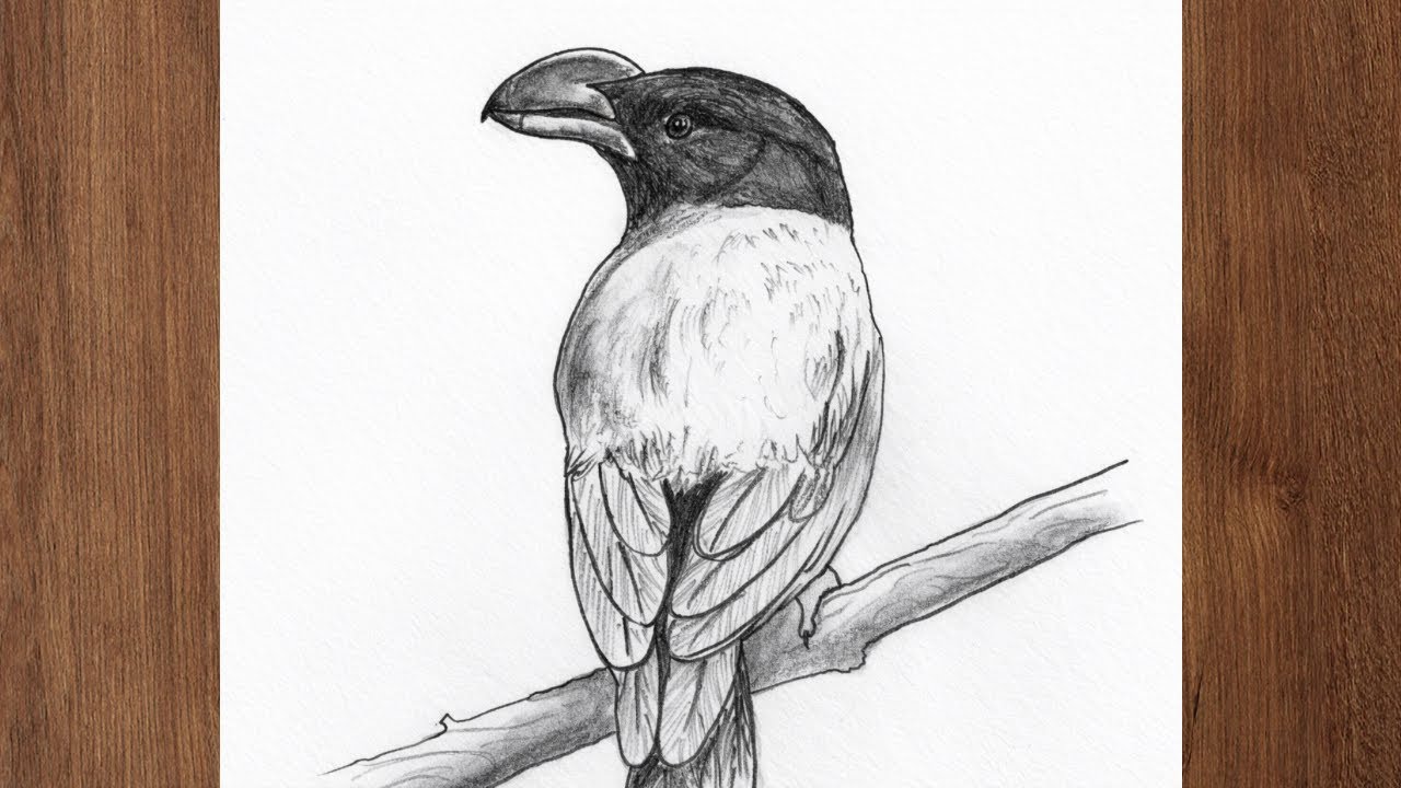 How to  Draw Bird ||Step by Step Drawing Tutorial for Beginners 
