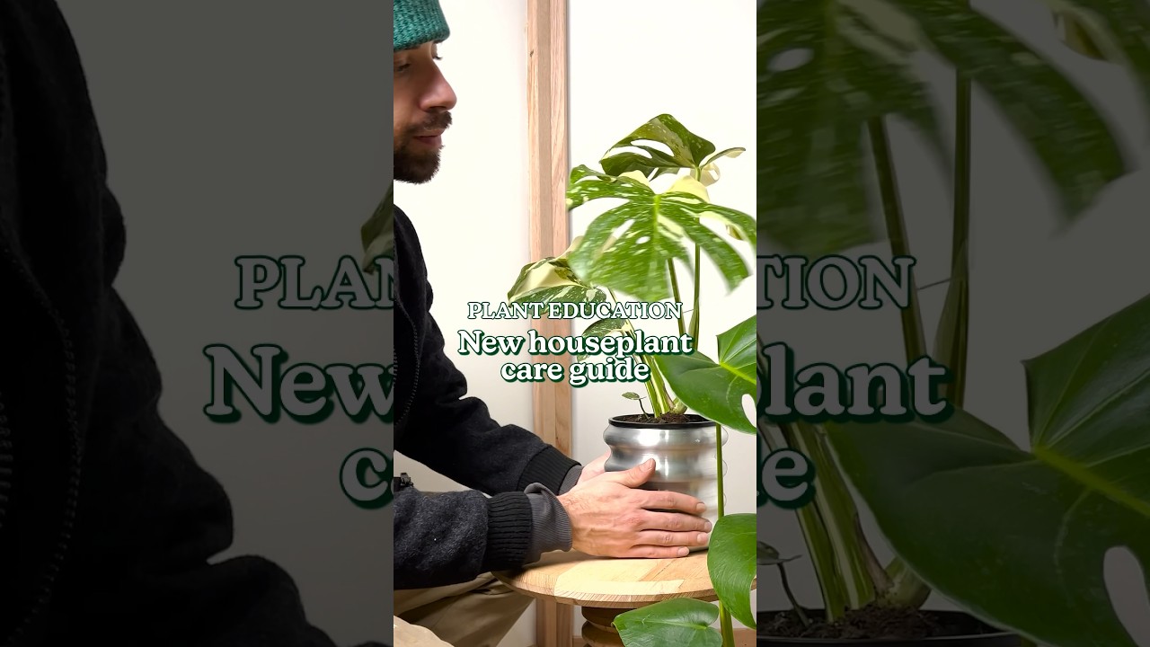 New houseplant care guide #houseplants #plantcare #planttips