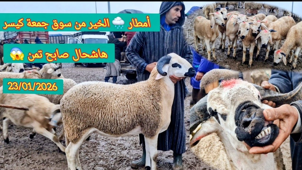مباشرة من سوق جمعة كيسر مع اتمنة حولى بتاريخ 23/01/2026 🐏🐑🇲🇦