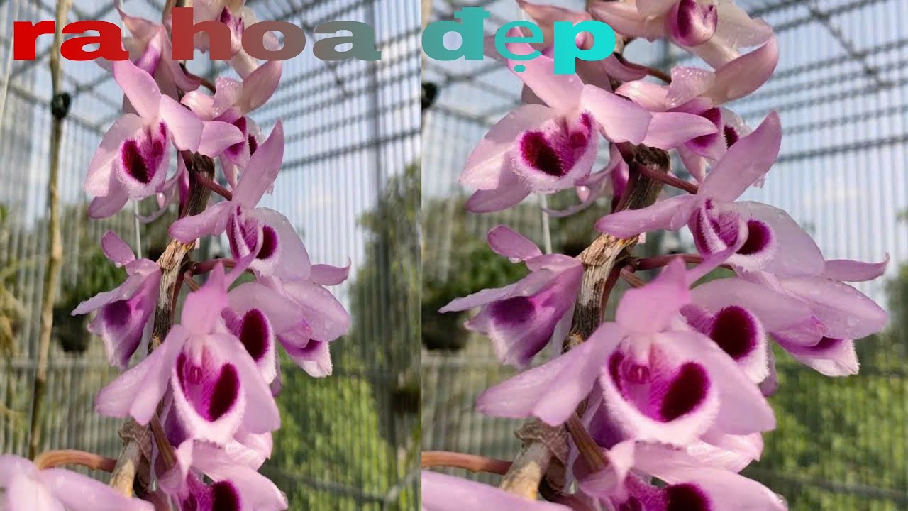 Cách chăm sóc lan giả hạc nở tết..How to care for fake phoenix orchids that bloom Tet.