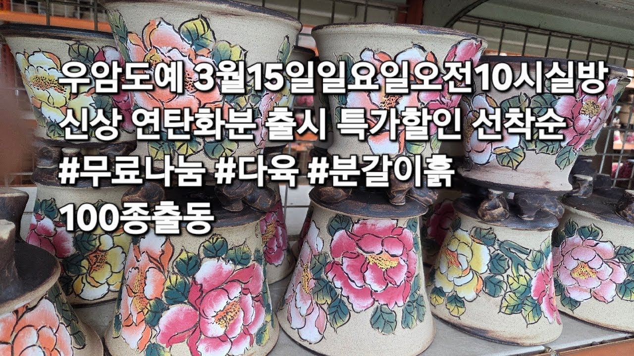 우암도예 막퍼주는 이벤트 3월15일일요일오전10시실방  신상출시 특가 할인 선착순  #다육#다육화분#화분 #다육식물 #분갈이흙#야생화#아프리카식물 010-9395-177