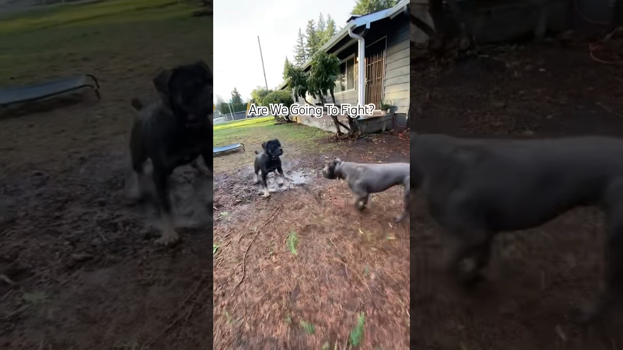 Dog Communication (Are we about to fight??) #awakenedk9 #shorts  #dogcommunication #dogrescue