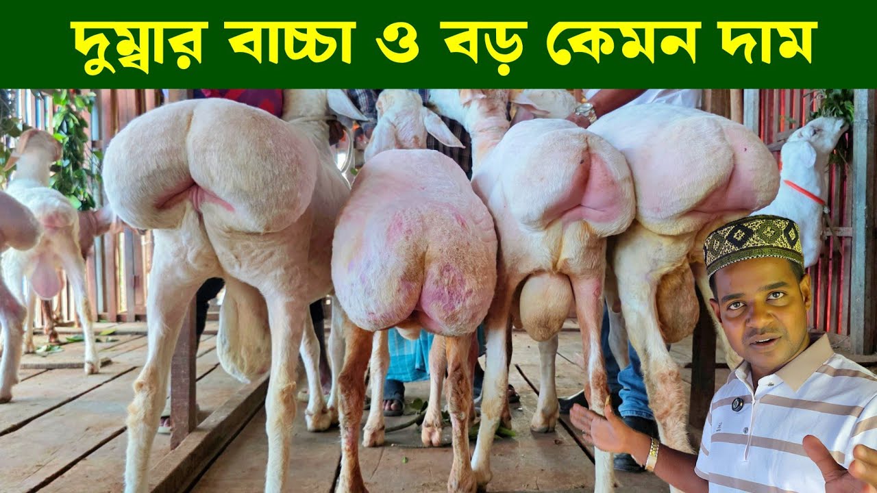 হান্নান ভাই এর খামার থেকে দুম্বার বাচ্চা ও বড় এবং গাড়লের দাম জানুন Dumba Sheep Farm 