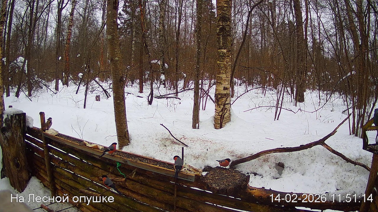 ЗИМА в ЛЕСУ. Погода онлайн #birdsoundsrelaxing #ЗвукиЛеса #Релакс