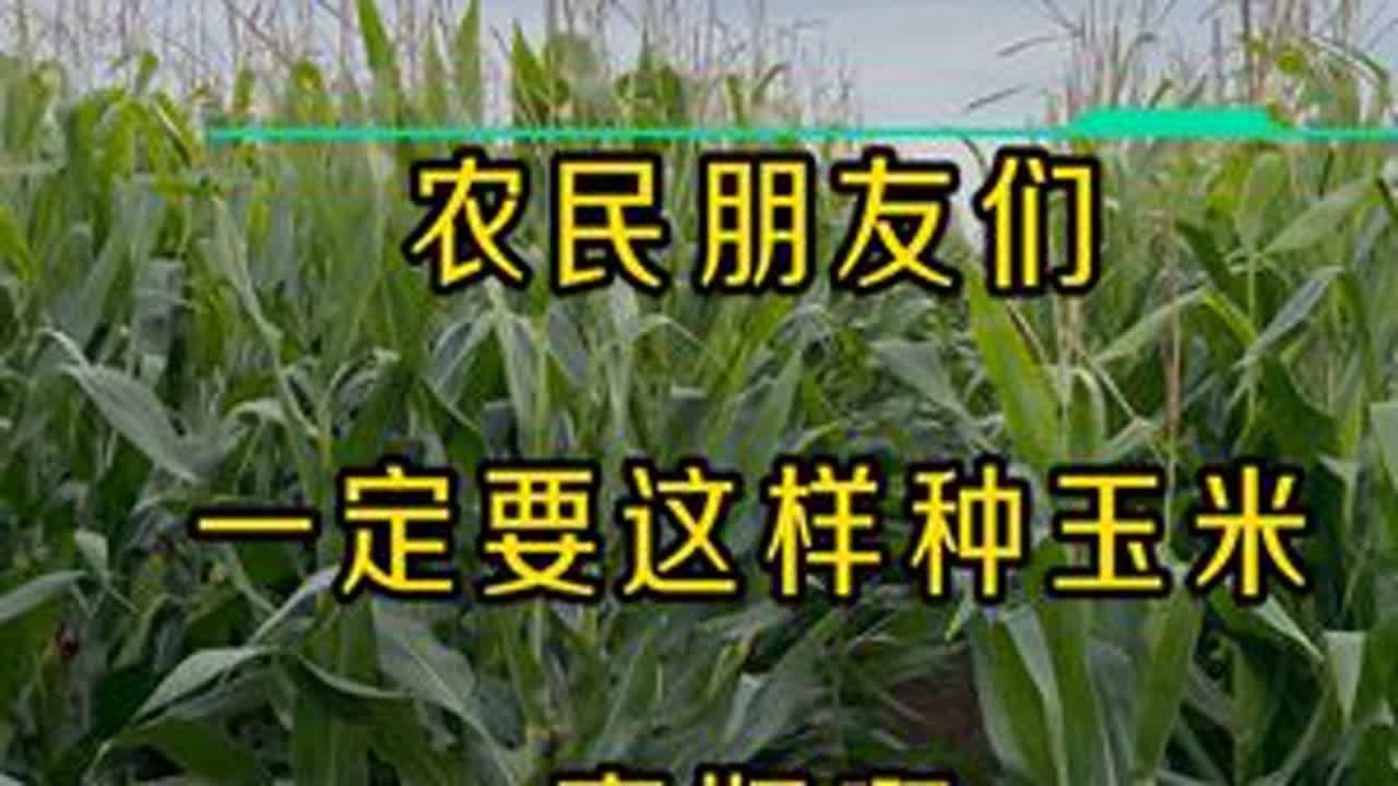 农民朋友们，一定要这样种玉米呀，真好！听人话吃饱饭 #抖音助农 #三农 #新农人计划 #丰收的季节