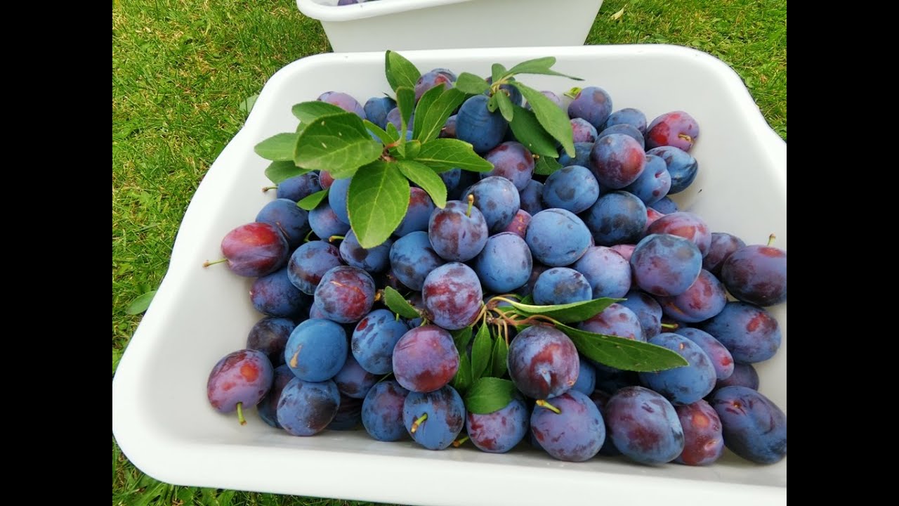 Plums Harvest in Canada