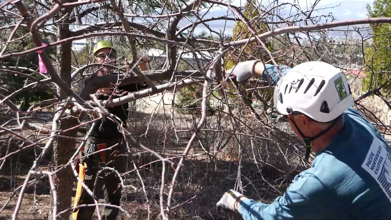 Pruning with the Pros - Thinning the Canopy of a Crab Apple Tree