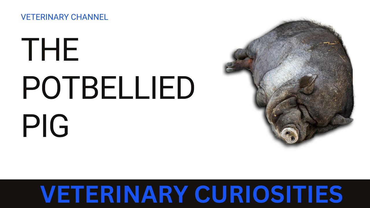 5 SURPRISING FACTS ABOUT POTBELLIED PIGS THAT WILL BLOW YOUR MIND!