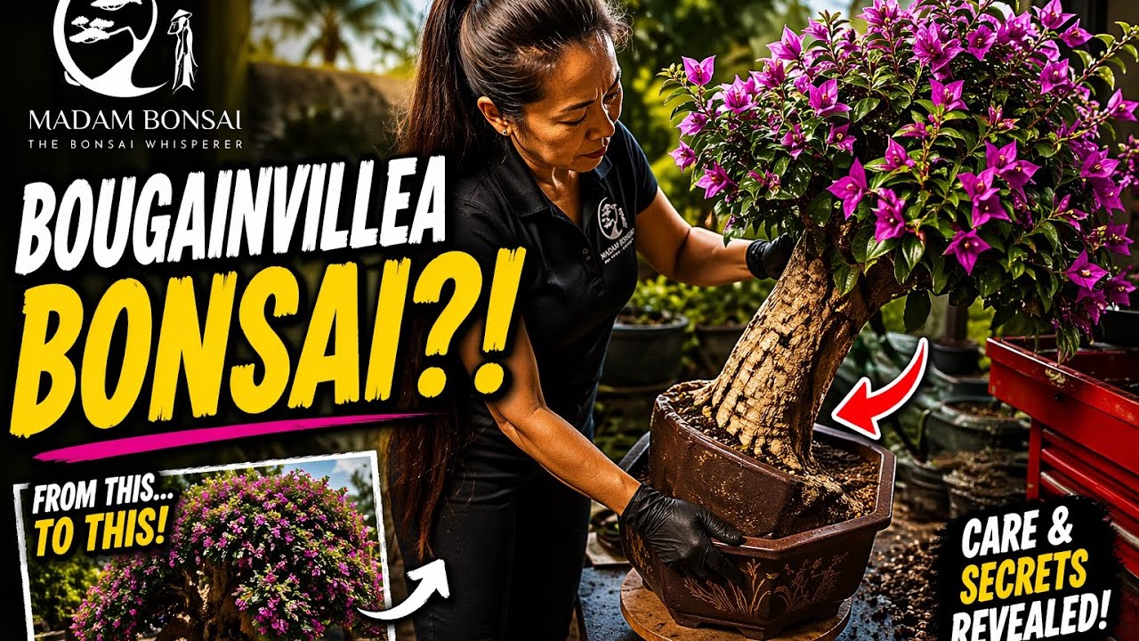 Caring for a Field Grown Bougainvillea Bonsai.