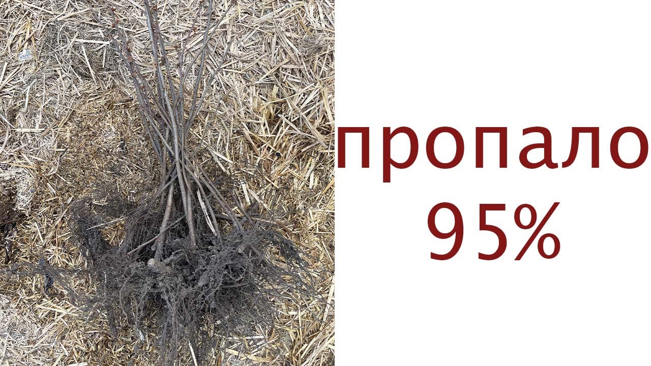 Як НЕ треба садити фундук. Мільйонер з горішка 2.0
