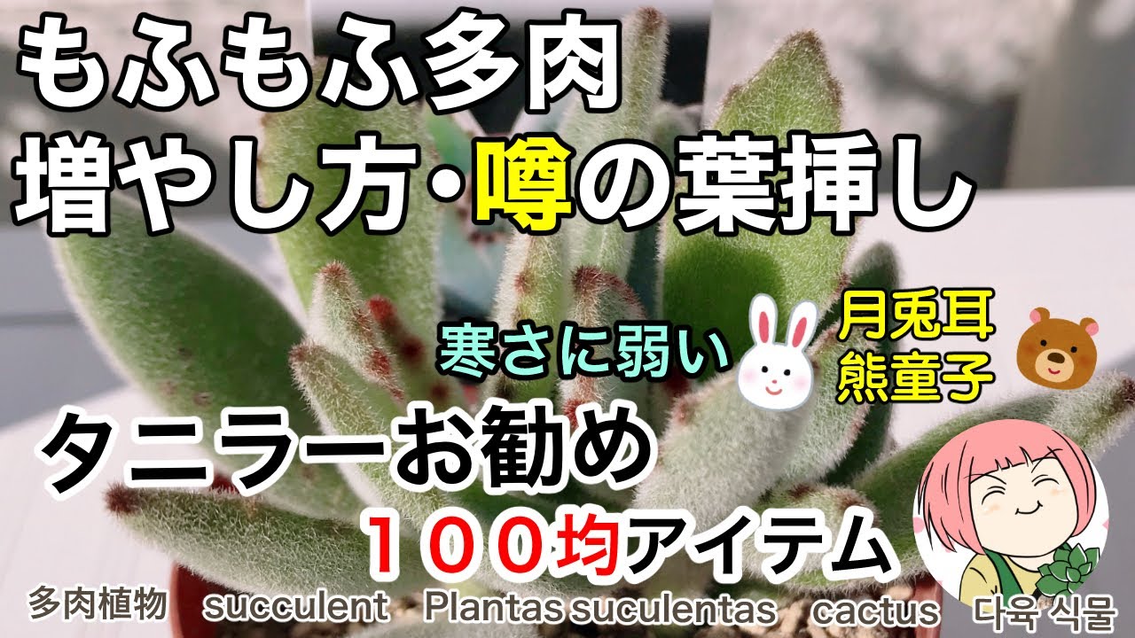 140【多肉植物】月兎耳・熊童子もふもふ多肉を増やしたい！タニラーオススメ100均アイテム！🐰リメ缶販売開始💕