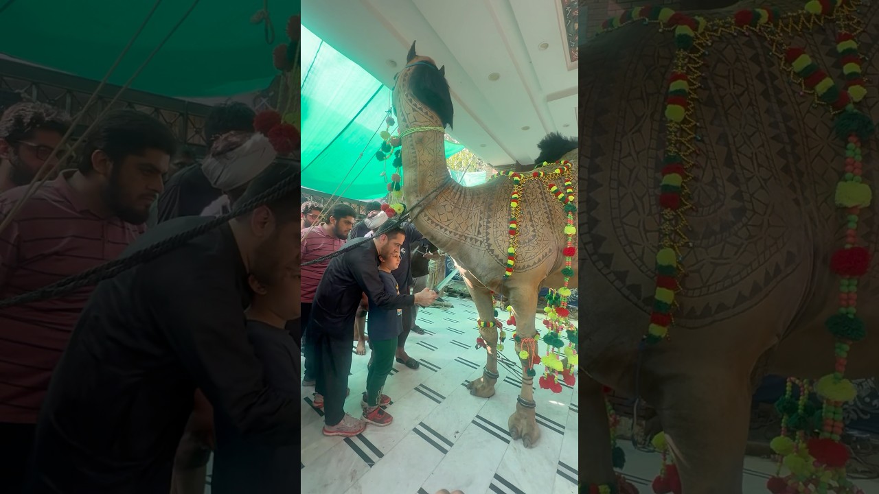 beautiful camel#viral#beautiful#shortsfeed #eiduladh#camel