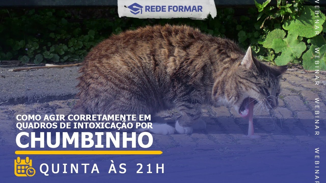INTOXICAÇÃO POR CHUMBINHO - Prof.ª Karina Henriques - Rede Formar