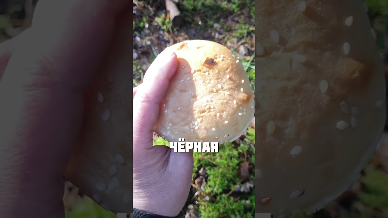 ЭТИ ГРИБЫ ВИДЕЛ КАЖДЫЙ