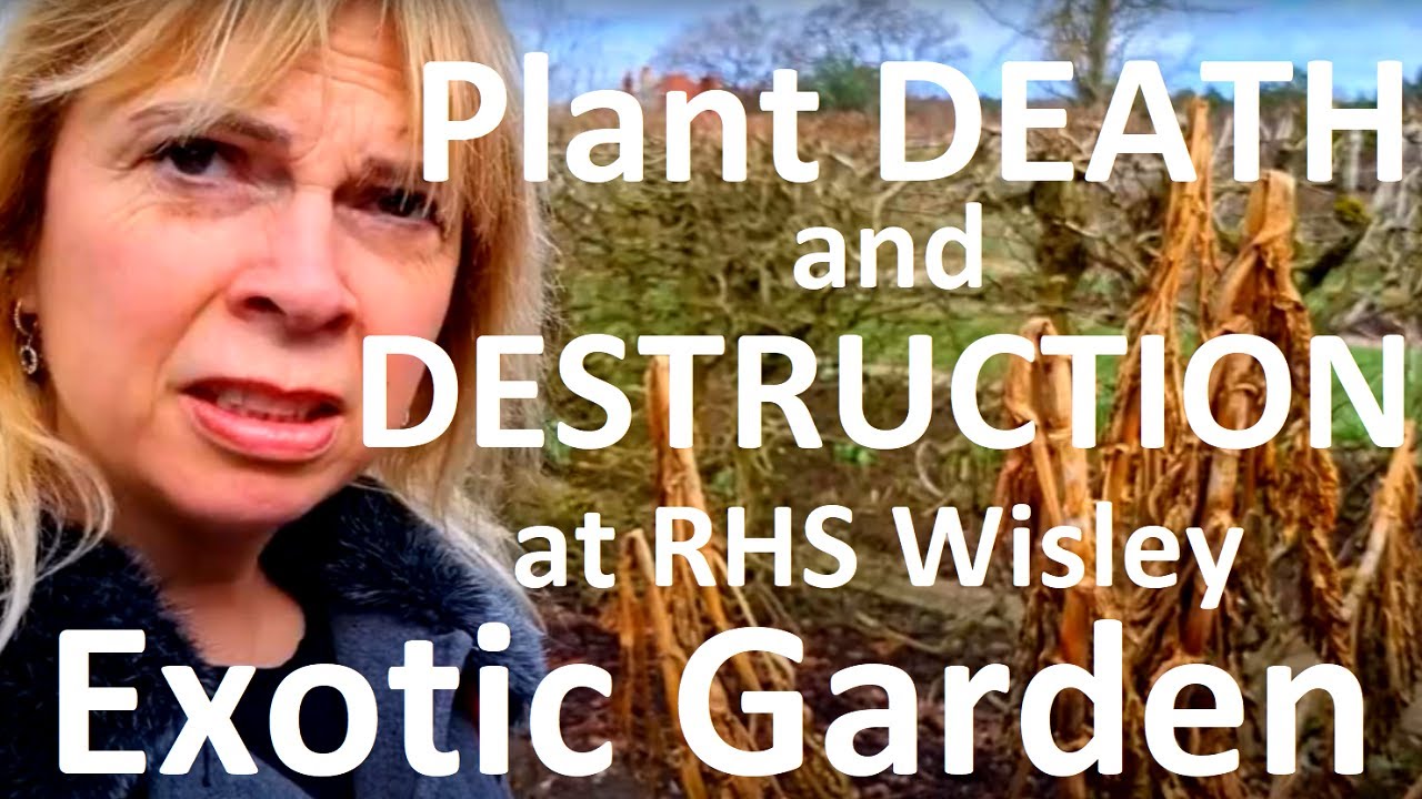 Tropical Gardens UK: Plant Death and Destruction at RHS Wisley Exotic Garden