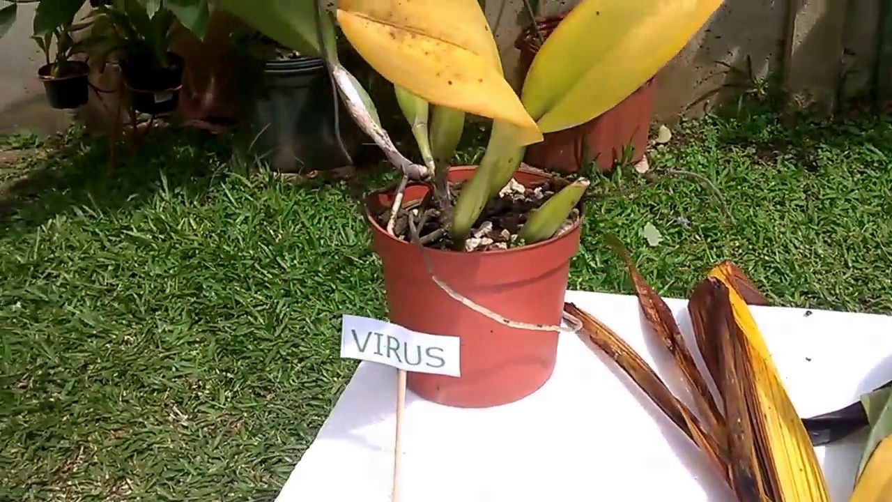 reconocer enfermedades en nuestras orquideas.