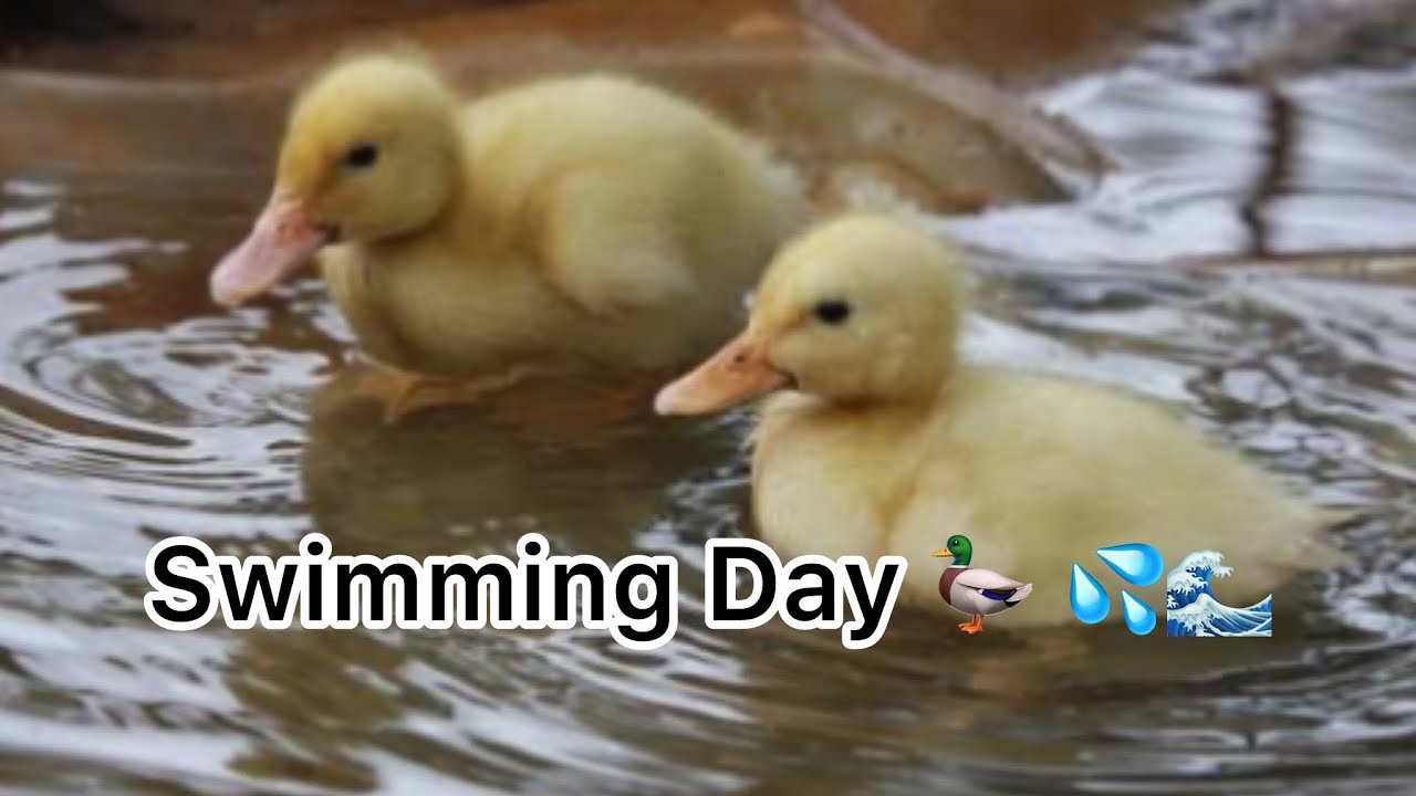 First Pool Day for My Duckings 🦆💦 So Cute! | Mini Zoo Update #FurAndFin#TerraceMiniZoo
