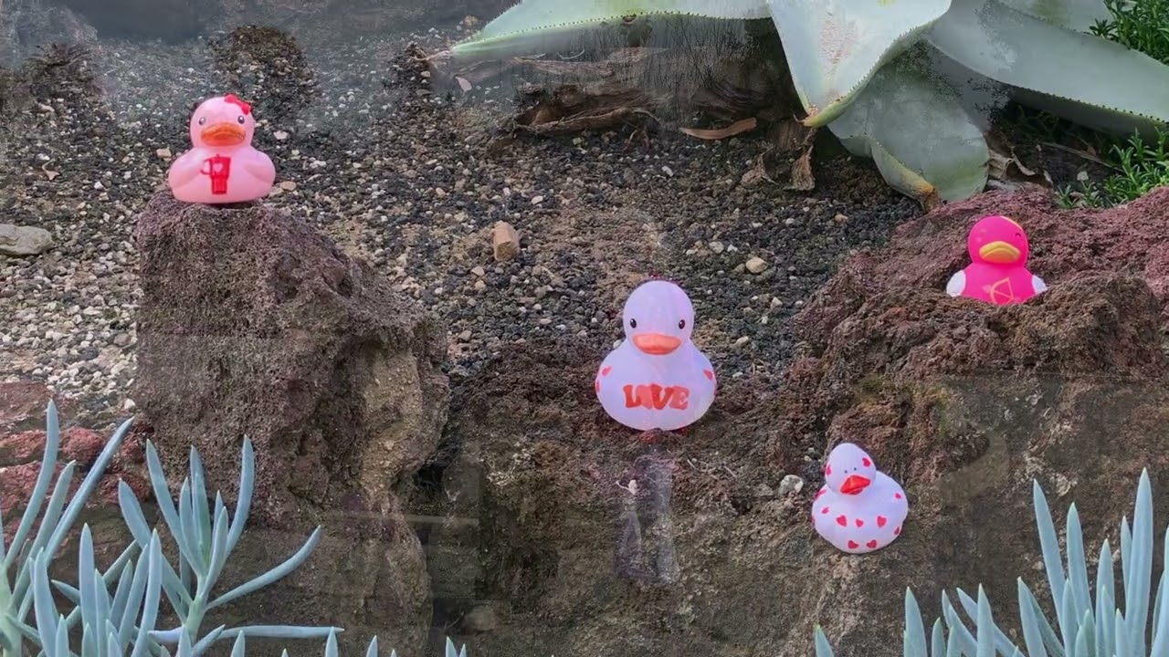 Valentine Ducks @ The Huntington Library and Gardens 2026