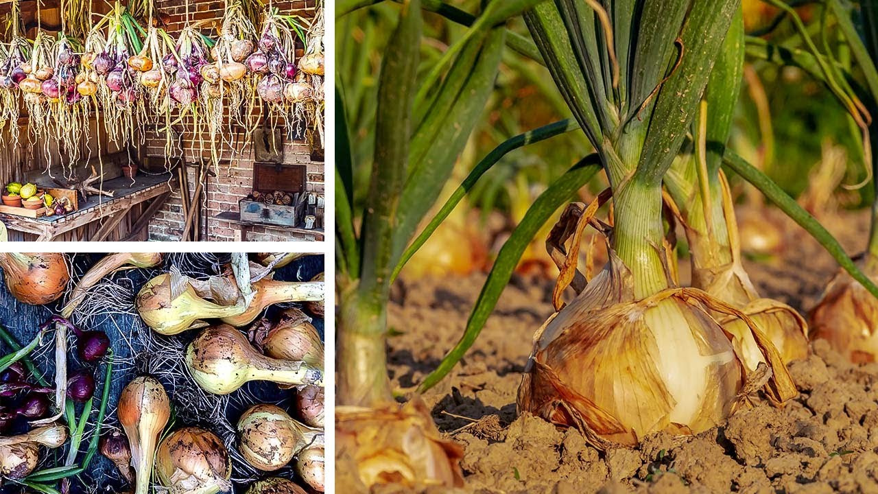 Growing Onions from Sowing to Harvest