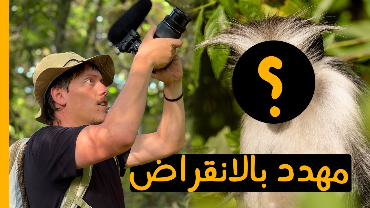 ☠ مهدد بالإنقراض: التقيت الحيوانات الأخيرة من هذه الفصيلة Jozani Zanzibar