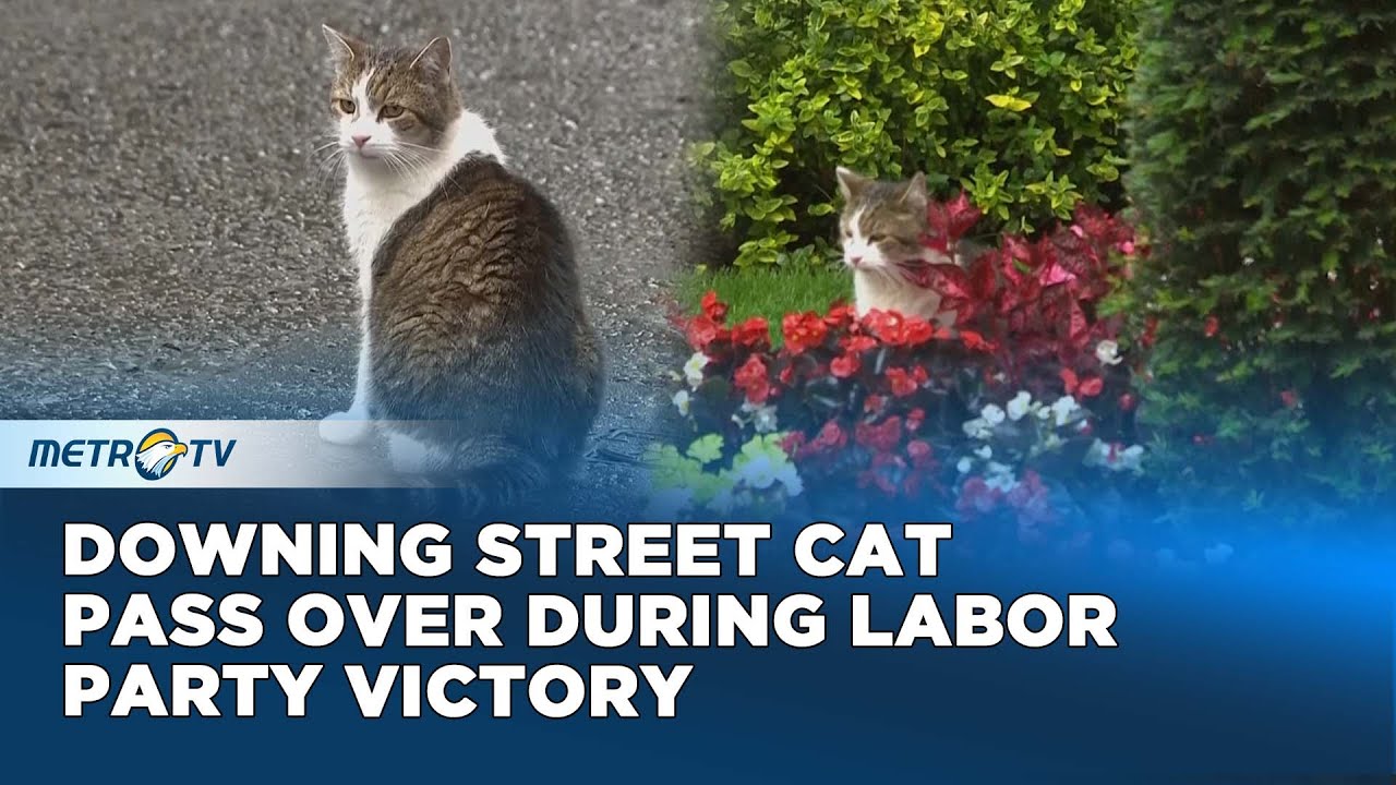 Downing Street Cat Larry on Prowl as New UK Cabinet Meets For First Time