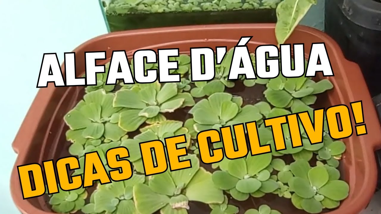ALFACE D'ÁGUA: DICAS DE CULTIVO - Planta aquática