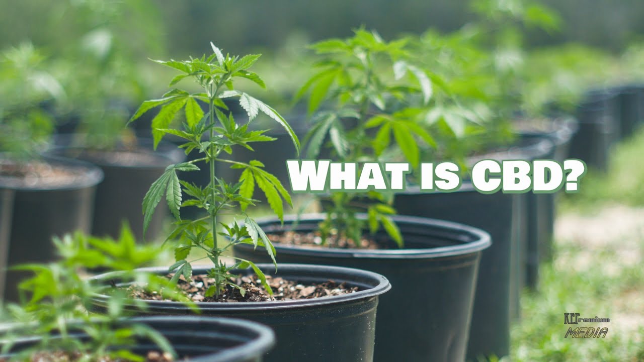 What is CBD?