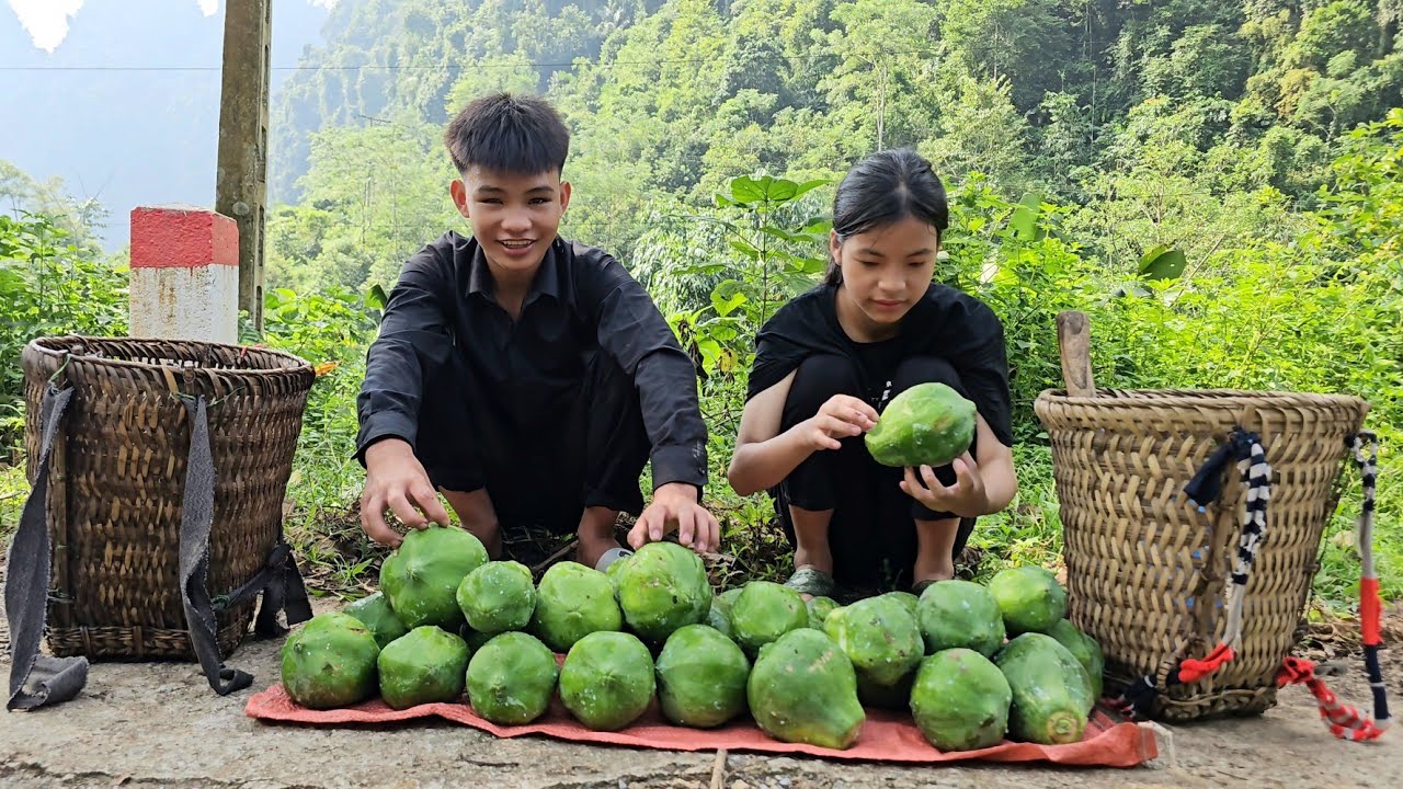 Homeless boy and poor girl harvest papaya to sell - Homeless boy