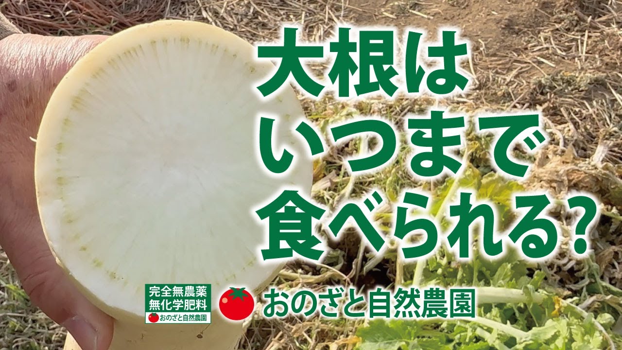 秋まきの大根は年内までに収穫した方がいいようです。