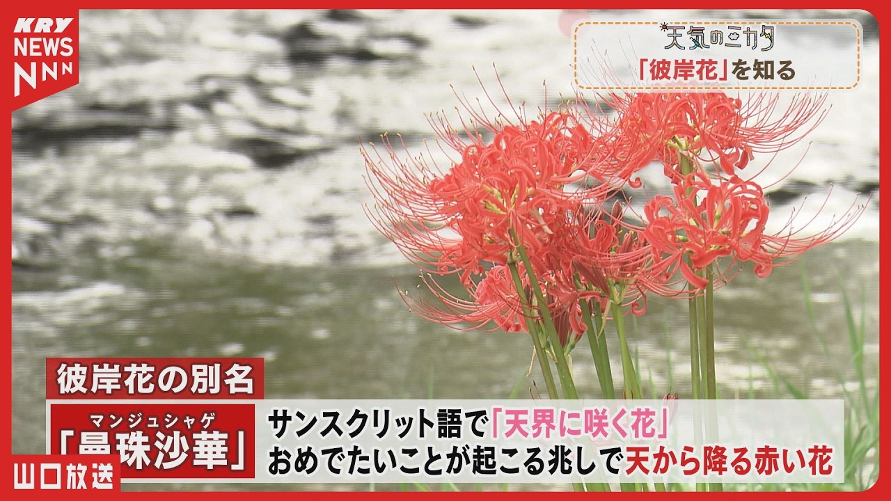 【秋分の日と彼岸花】猛暑で開花遅れ？知られざる別名と歴史／天気のミカタ