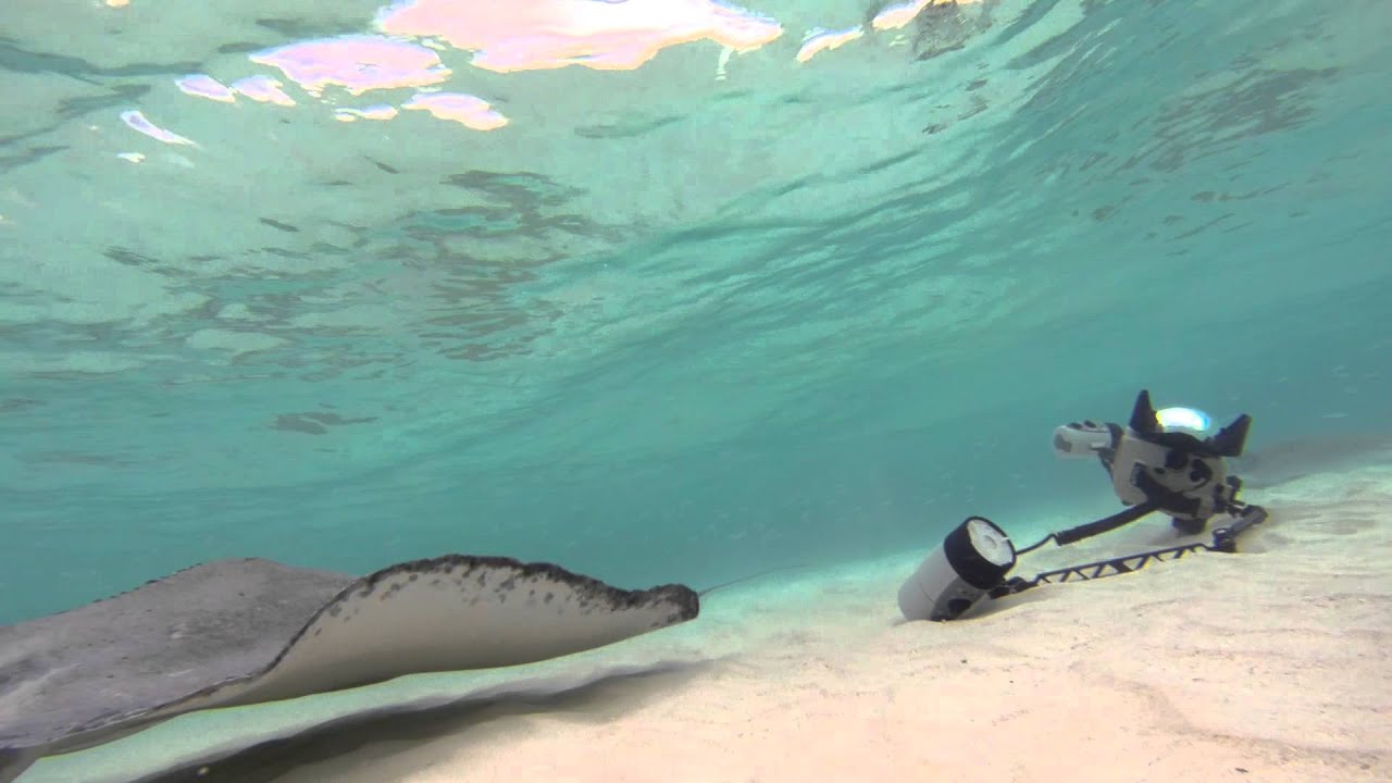 Stingray Follies