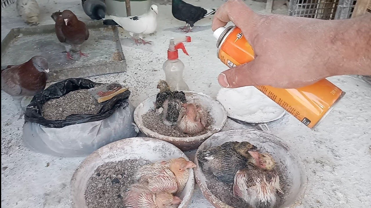 علاج الجدري للحمام اقسم بالله انجح واحدث علاج الجدري للحمام اول مره علي اليت يوب
