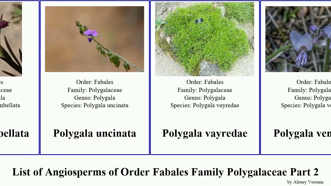 List of Angiosperms of Order Fabales Family Polygalaceae Part 2 milkwort xanthophyllum major tiny