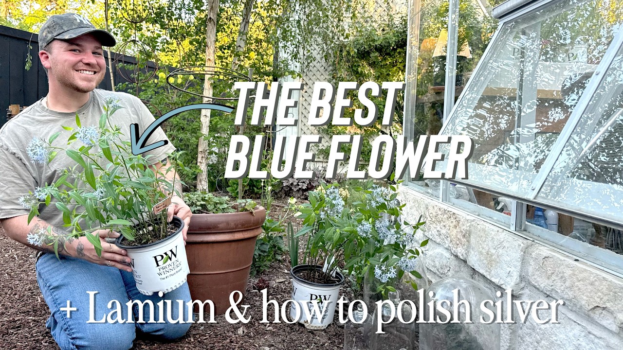 The Prettiest Blue Flower & Small Garden Task