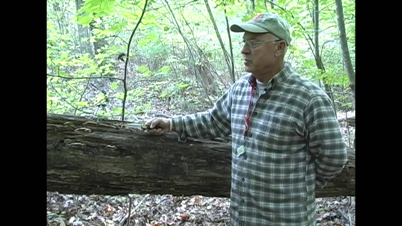 Dr Larry Grand - Shelf Fungus