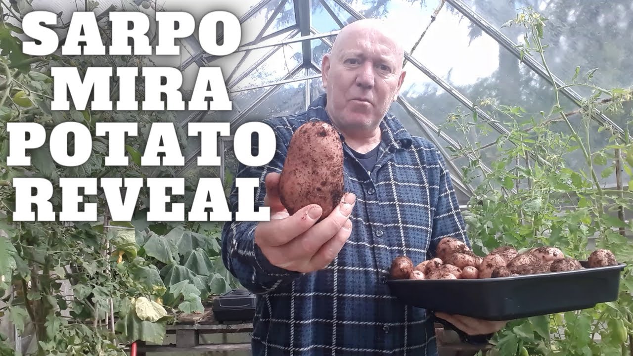 Sarpo Mira Potato Reveal [Gardening Allotment UK] [Grow Vegetables At Home ]