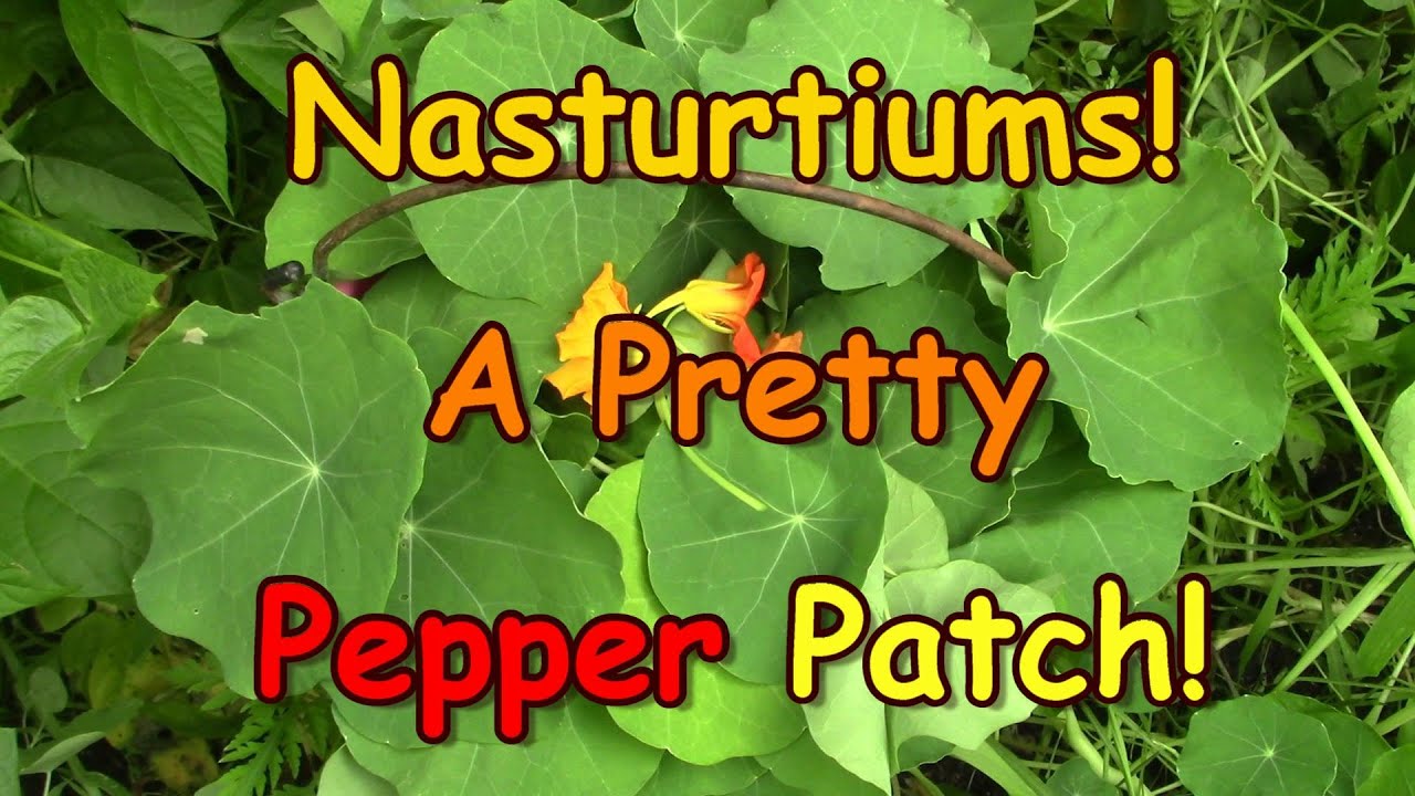 Nasturtiums! Pepper From your Garden!
