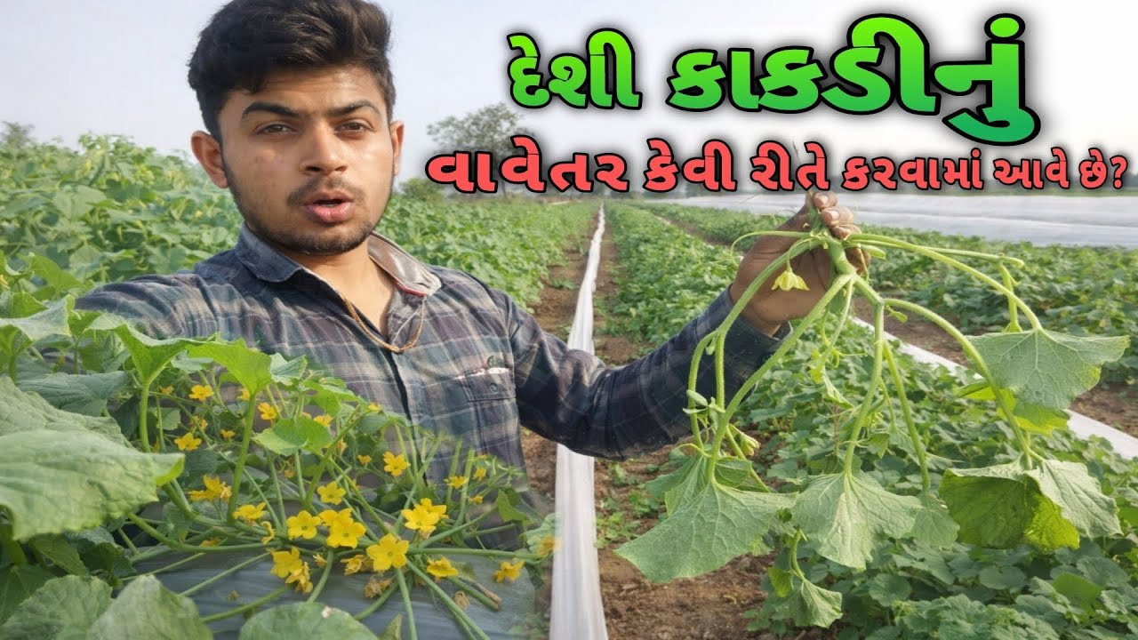 કાકડીનું વાવેતર કેવી રીતે કરવામાં આવે છે? ||Cucumber Farming||#trending #cucumber