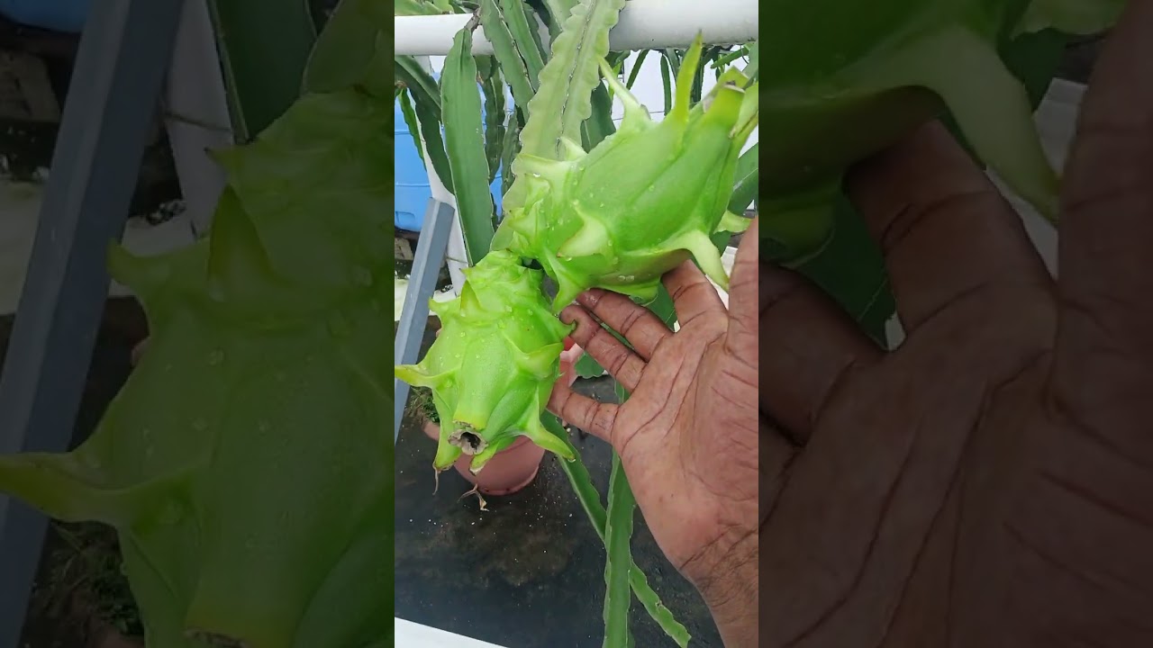 Seguimos cosechando fruta de pitahaya fuera de temporada con la luz artificial