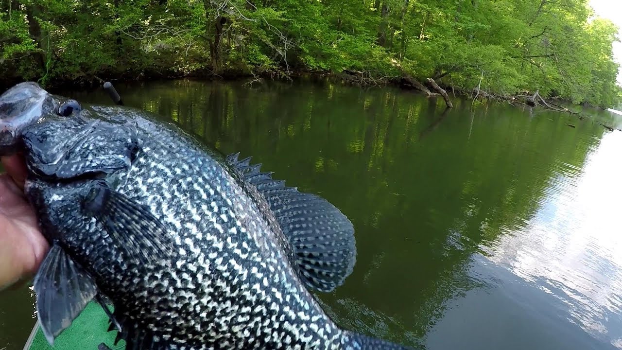 Crappie Fishing Tips For Fishing Treetops In The Spring
